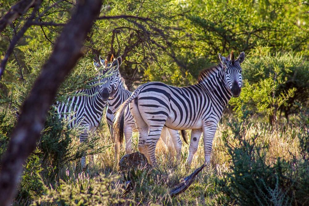 Big Valley Game Lodge Lobatse Εξωτερικό φωτογραφία