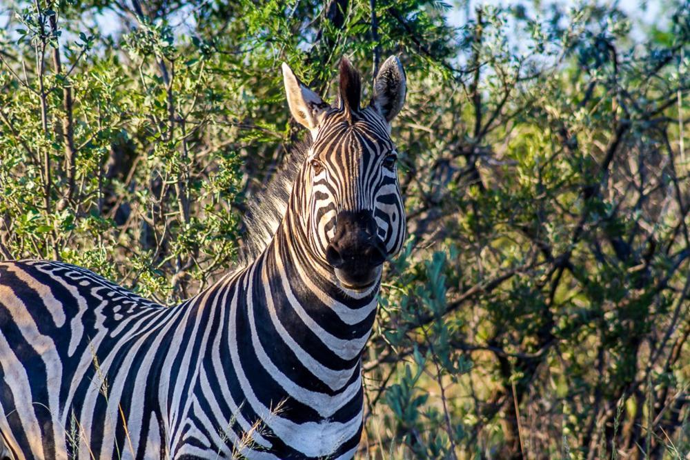 Big Valley Game Lodge Lobatse Εξωτερικό φωτογραφία