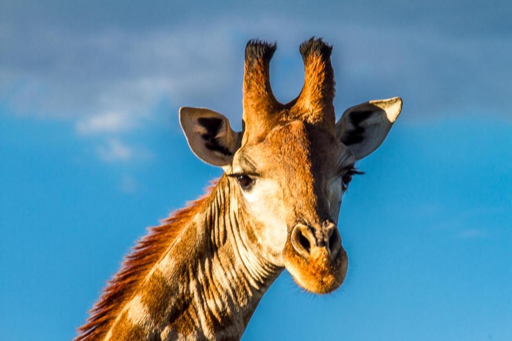 Big Valley Game Lodge Lobatse Εξωτερικό φωτογραφία