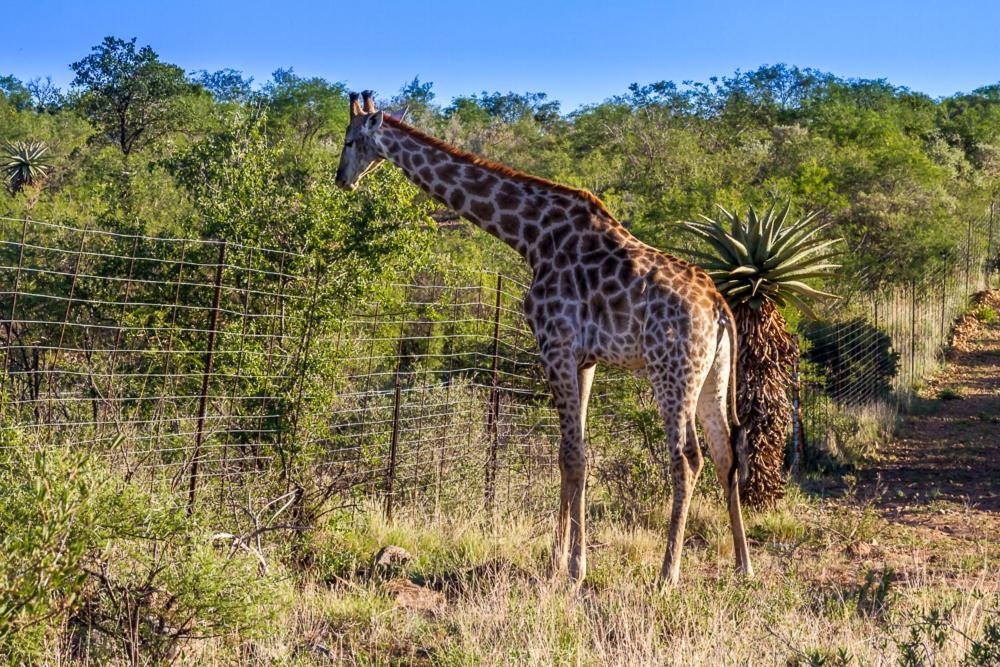 Big Valley Game Lodge Lobatse Εξωτερικό φωτογραφία