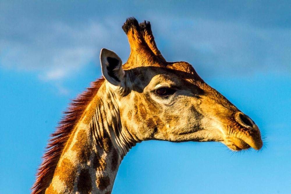 Big Valley Game Lodge Lobatse Εξωτερικό φωτογραφία